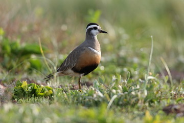 Eurasian dotterel (Charadrius morinellus) Helgoland, Germany