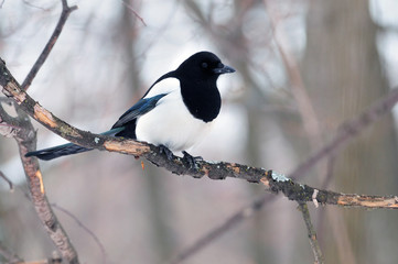 Eurasian magpie sitting on a branch with lichen, flaking bark and insects.