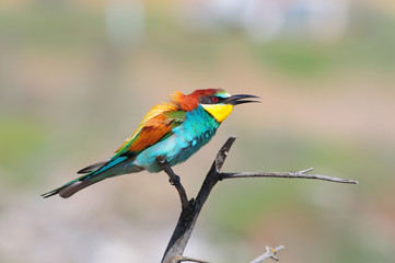 European bee-eater sits on a dry branch, ruffling feathers on the nape.