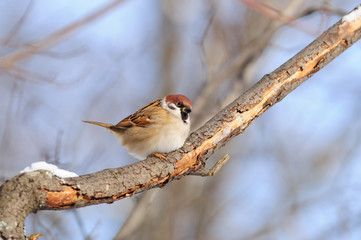 Eurasian tree sparrow sit on a branch covered with flaky bark.