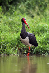 The black stork (Ciconia nigra) standing in shallow water of a pond with banks of green.Large bird in the stork family Ciconiidae