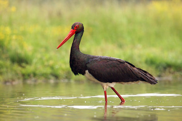 The black stork (Ciconia nigra) standing in shallow water of a pond with banks of green.Large bird...