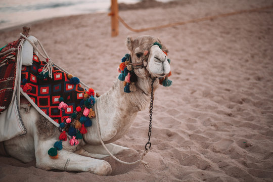 camel