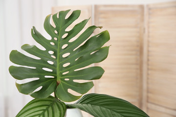 Vase with tropical leaves indoors. Interior design element