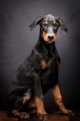 Doberman Pinscher