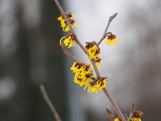 Yellow and burgundy inflorescences of Witch hazel. Hamamelis in full bloom. Winter in Poland.