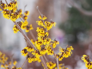 Yellow and burgundy inflorescences of Witch hazel. Hamamelis in full bloom. Winter in Poland.