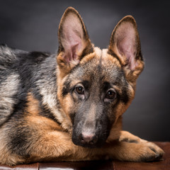 German shepherd dog