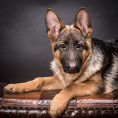German shepherd dog