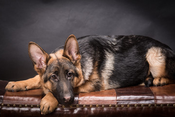 German shepherd dog