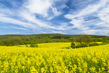 Obraz premium Rapsfeld