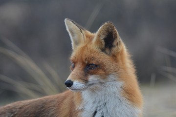 fox portrait
