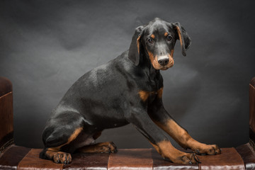 Doberman Pinscher