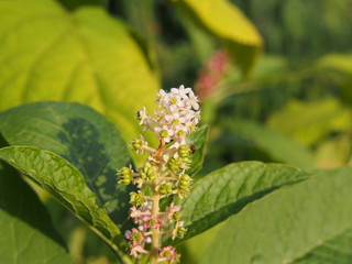 Phytolacca - pokeweeds, pokebush, pokeberry, pokeroot, poke salletPhytolacca - pokeweeds, pokebush, pokeberry, pokeroot, poke sallet