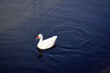 Cute ducks in pond near Ulugh Beg madrasa in Gijduvon, Uzbekistan