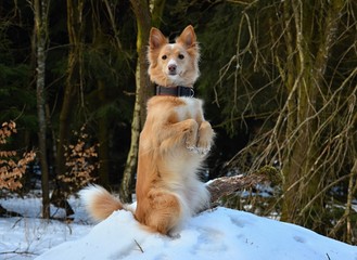 Mixed breed dog like Suricata