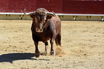 toro en plaza de toros españa