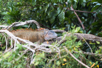 iguana number eight