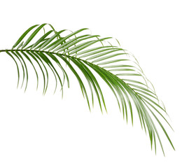 Beautiful tropical Sago palm leaf on white background