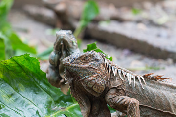 Obraz premium iguana number one