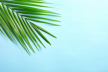 Fototapeta premium Beautiful tropical Sago palm leaf on color background, top view