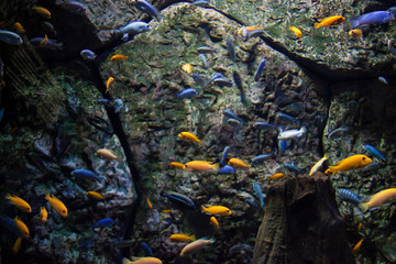 Colorful shoal of little fish. Underwater picture. Trapped animals concept. Blue and Yellow fish swimming inside an aquarium.