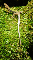 Nimble green reptile lizard closeup, basking on rock covered with moss and lichen under the sun. The sand lizard