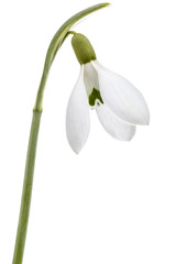 Fototapeta premium Flower of snowdrop isolated on white background