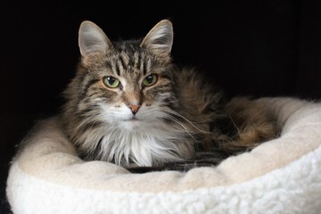 norwegian forest cat