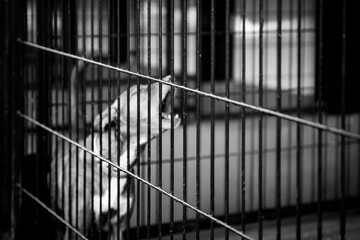 Obraz na płótnie Canvas dog abandoned between bars, black and white