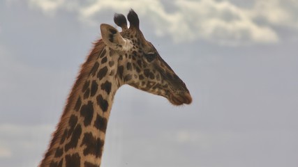 Giraffe, Savannah Serengeti, Tanzania, Africa