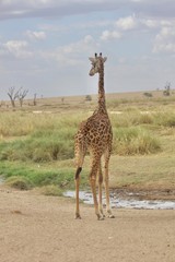 Giraffe, Savannah Serengeti, Tanzania, Africa