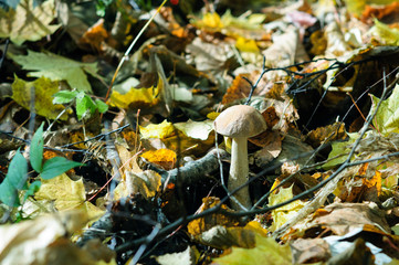 White mushroom among the leaves