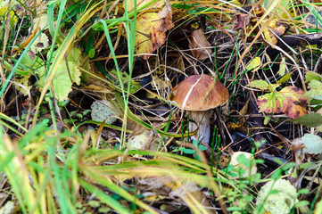 White mushroom in the grass