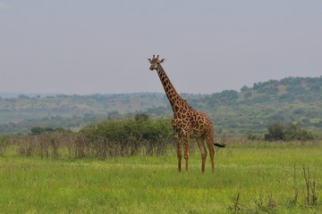 Naklejka premium Giraffe, Savannah Serengeti, Tanzania, Africa