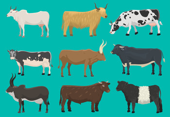 Vector bulls and cows farm animal cattle mammal nature beef agriculture and domestic rural bovine horned cartoon buffalo character illustration. Farming pasture agriculture horn bulls and cows