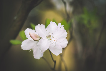Beautiful white and pink azalea flowers closeup on white background