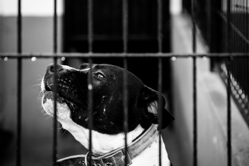 dog abandoned between bars, black and white