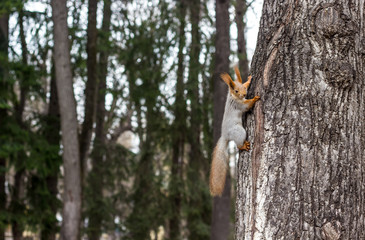 Cute red and gray squirrel on the tree trunk.