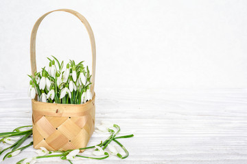 spring snowdrops flowers in a wicker basket on white wooden table with copy space