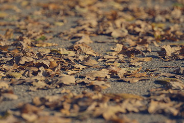 Autumn leaves on ground, low angle