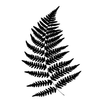 Silhouette of a fern. Isolated. Black on white background. Vector illustration.