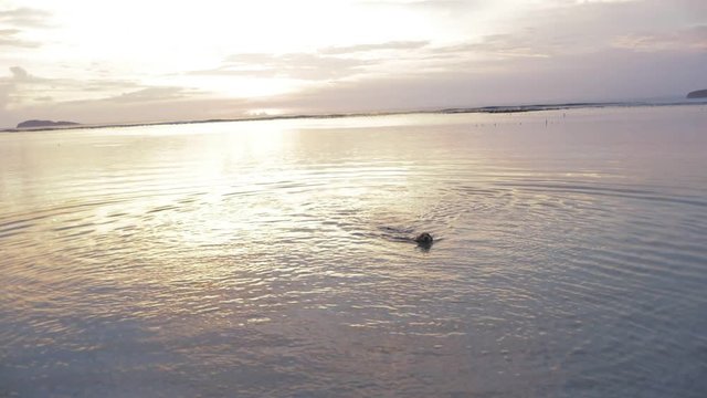 active pretty funny dog, labrador, pet is swimming in the sea or ocean (water). Awesome nature, clouds, sky, hills or mountain, summer, horizon