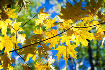 Fototapeta na wymiar Maple leaves in autumn