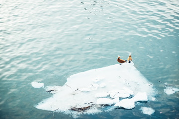 Springtime. Wild duck birds resting on ice floe, drifting ice on the blue water of cold river, outdoor nature landscape photography © moeimyazanyato