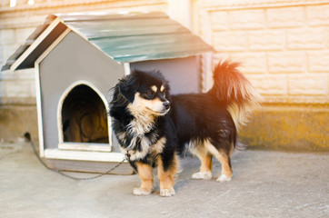 cute happy black dog near his house on a sunny day. dog booth, house for an animal