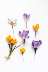 Spring, Easter floral composition. Yellow and violet crocuses flowers on white wooden background. Styled stock photo. Flat lay, top view.