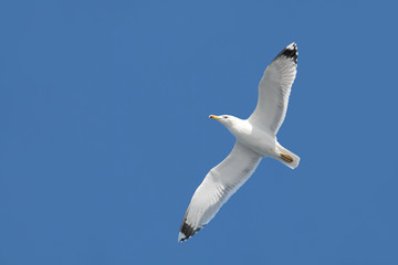 Big white seagull in flight on clear blue sky background. European herring gull (Larus argentatus) with spreading wings
