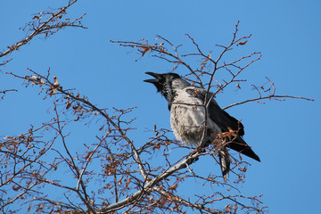 Lek behaviour of hooded crow (Corvus cornix). Spring singing of male sitting in characteristic pose on tree