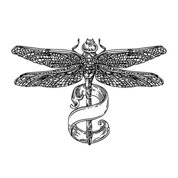 Dragonfly with ribbon wrapped around the tail. Sketch tattoo. Engraving style. Vector illustration.